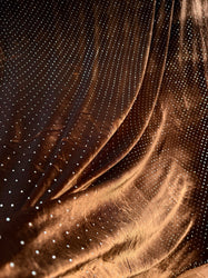 New Studded Velvet 5 Options